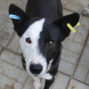 BACARY - reserviert LS - vermittelt