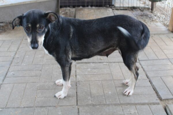 SYLA - reserviert NadineH - vermittelt – Bild 5