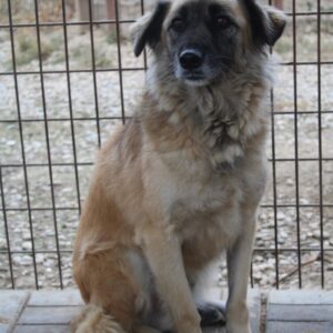 SYBILLA - vermisst 04/2022