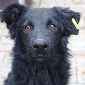 EMILIO - reserviert LS vermittelt