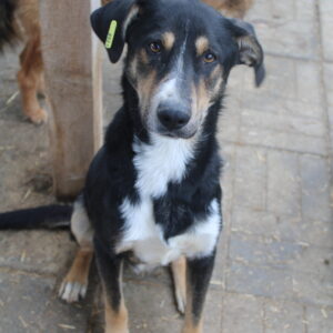 TACO - reserviert TH Filderstadt - vermittelt