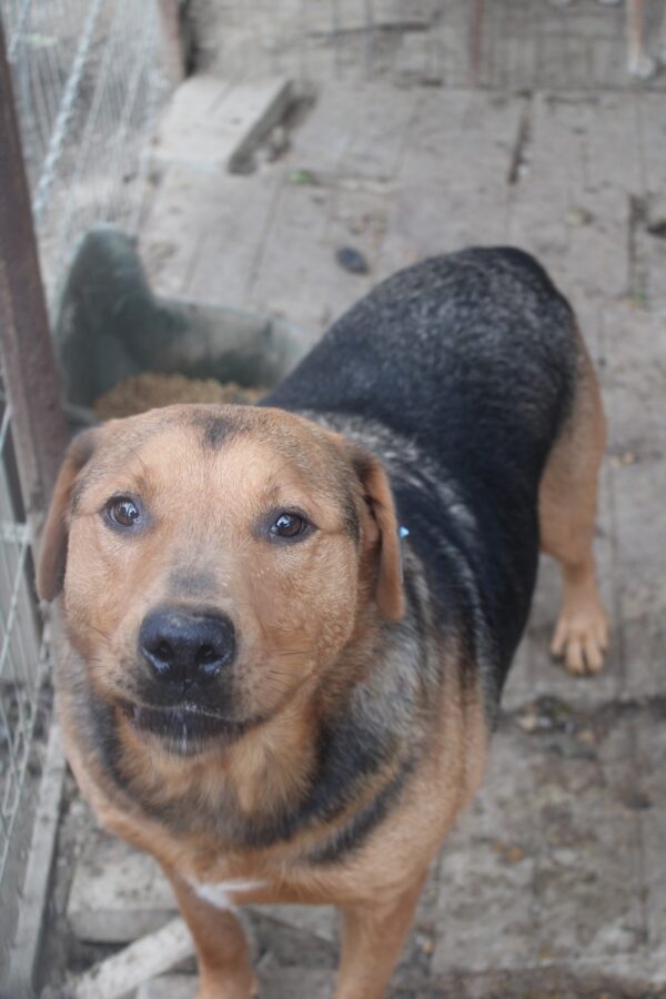 MORENO (♂) - RBB 05/25 – Bild 24