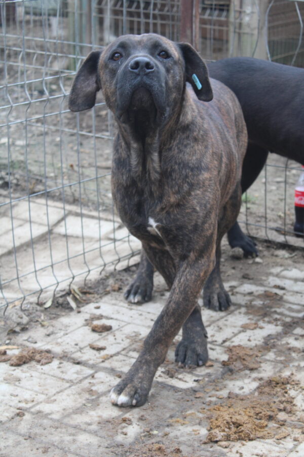 LOU (♂) – Bild 9