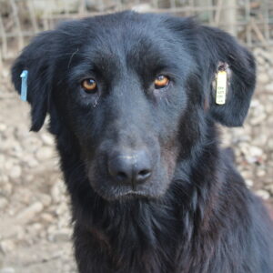 EMILIA - reserviert IH DR (13.01.) - vermittelt