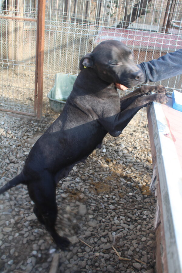 BLACK ROSE - Staff-Mix - vor Ort vermittelt 04/23 – Bild 6