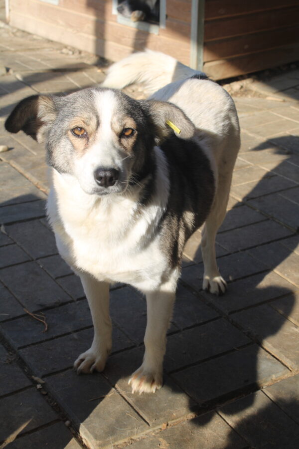 MIA - reserviert Alina - vermittelt – Bild 3