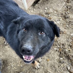 RABAN (♂) - seit mind. 2021 im Shelter