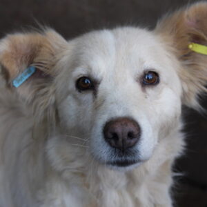 MANJU - reserviert 4animals - vermittelt