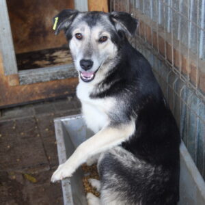 NILA - reserviert Alexandra - vermittelt