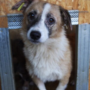 EMMI - auf Pflegestelle in PLZ 1 - vermittelt