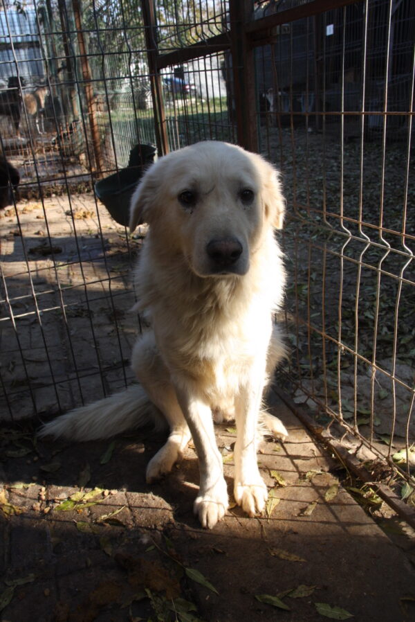 SPIKIE - reserviert TH Limburg - vermittelt – Bild 3