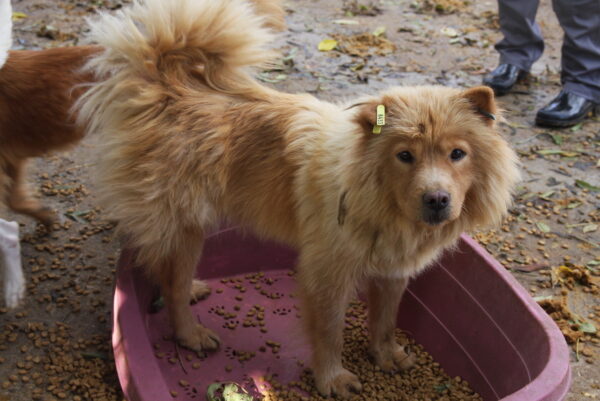 CHAUSETTE - reserviert ES (AR) - vermittelt – Bild 3