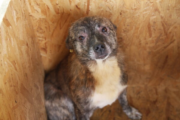 PIT - rechter Hinterlauf fehlt zur Hälfte - reserviert Tierhilfe Lebenswert DR (29.11.) - vermittelt