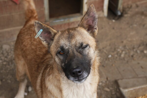 HARAS (♂) - seit 2021 im Shelter – Bild 8