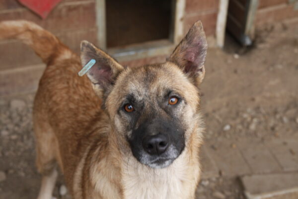 HARAS (♂) - seit 2021 im Shelter – Bild 6