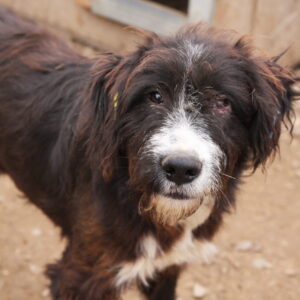 FRESH - vermisst 03/2022