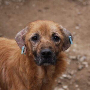 EDDIE - reserviert TH Burgdorf - vermittelt