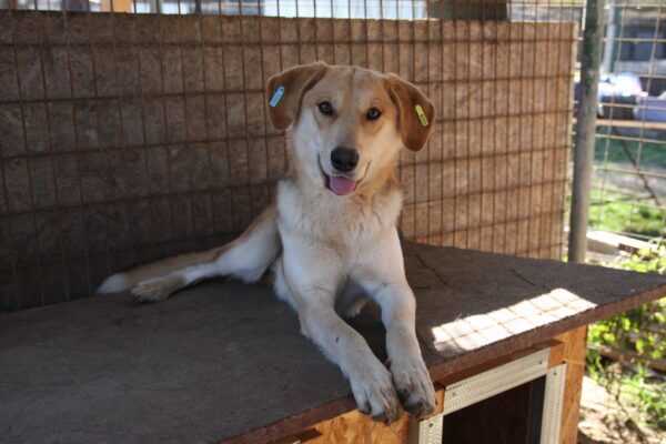 GIZMO - reserviert Tierhilfe Lebenswert DR (26.03.) - vermittelt – Bild 3
