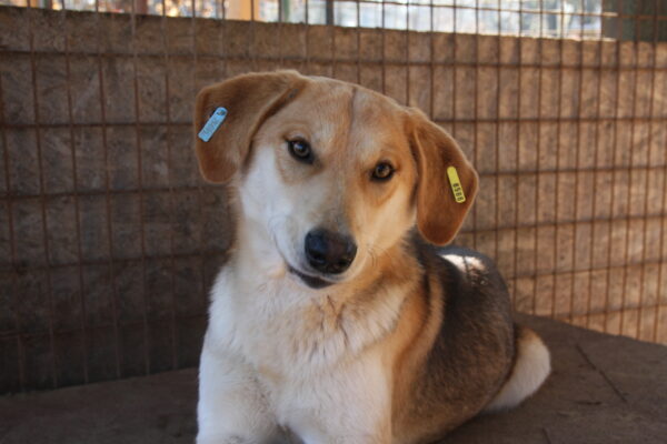 GIZMO - reserviert Tierhilfe Lebenswert DR (26.03.) - vermittelt – Bild 2