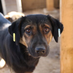 SHANNON - reserviert für Tierhilfe Lebenswert vermittelt