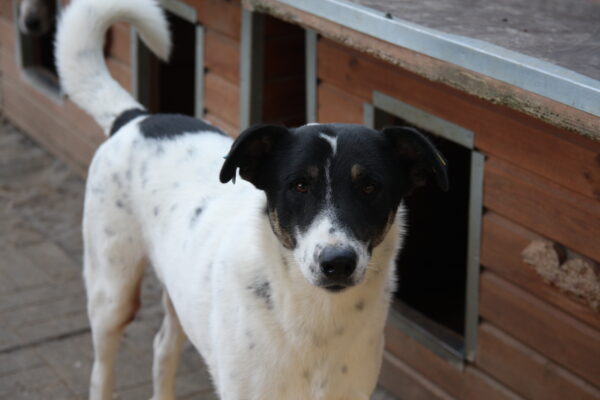 LYSANDER (♂) - seit Anfang 2021 im Shelter – Bild 7