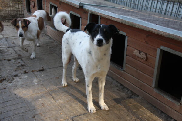LYSANDER (♂) - seit Anfang 2021 im Shelter – Bild 8