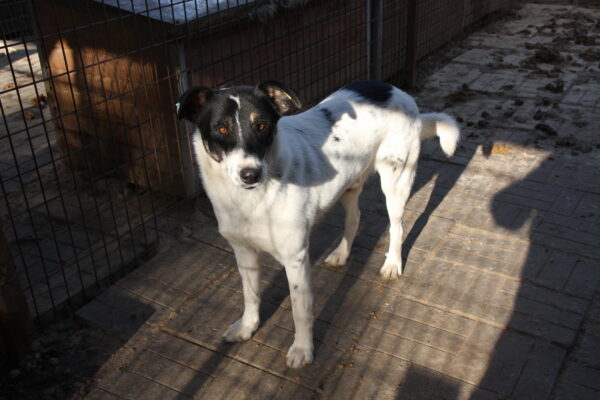 LYSANDER (♂) - seit Anfang 2021 im Shelter – Bild 9