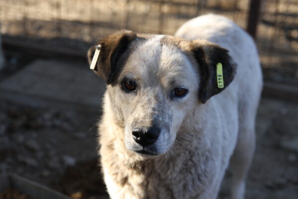 FIORA (♀) - seit 2021 im Shelter – Bild 12