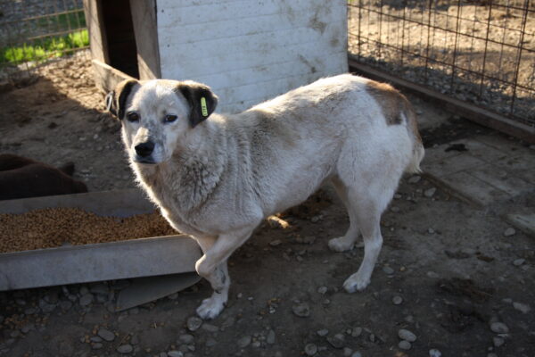 FIORA (♀) - seit 2021 im Shelter – Bild 11
