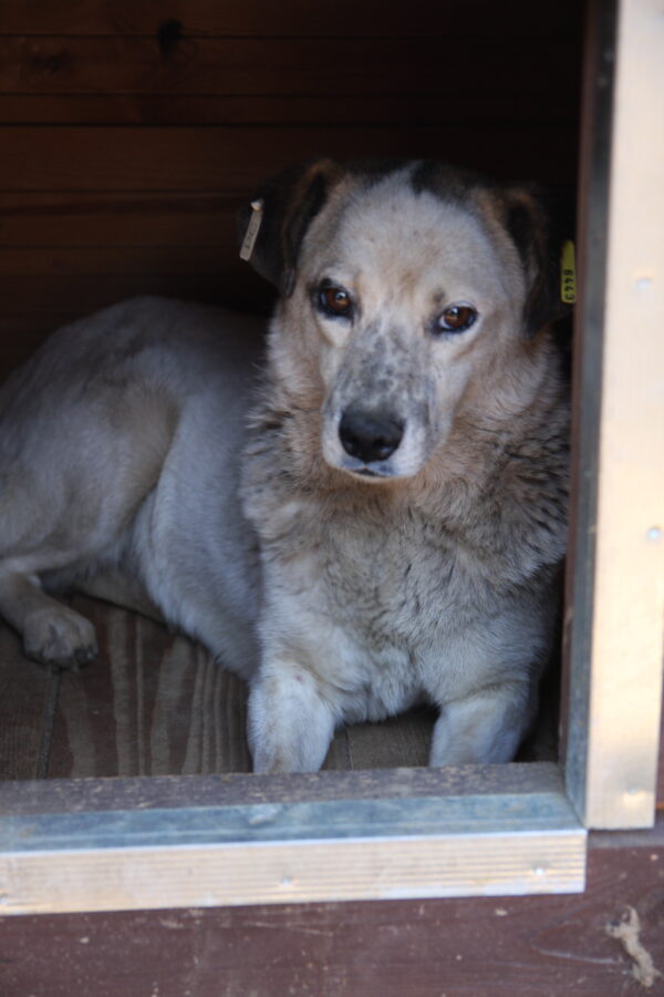 FIORA (♀) - seit 2021 im Shelter – Bild 10