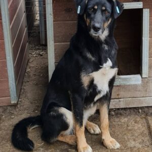 JOSHI - reserviert Manuela - vermittelt