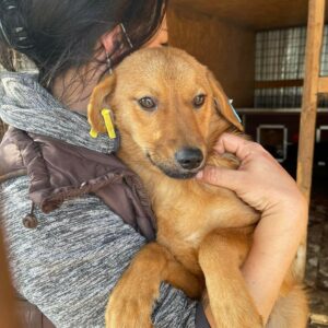 JAMIE LEE (MANU) - reserviert Tierhilfe Lebenswert - vermittelt