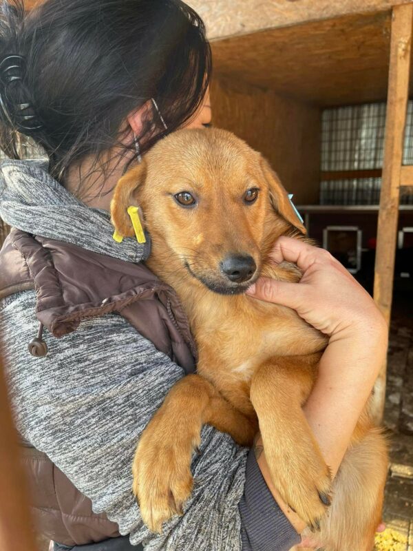 JAMIE LEE (MANU) - reserviert Tierhilfe Lebenswert - vermittelt