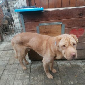 MARCOS - Notfall - reserviert Manuela (23/11) - vermittelt