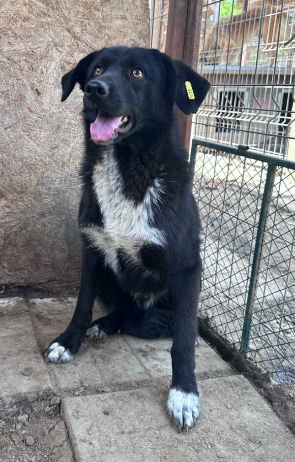 OTIS (♂) – Bild 6