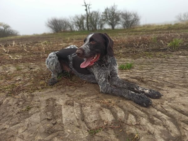 RUFUS in Thüringen *vermittelt* – Bild 6