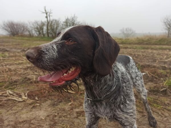 RUFUS in Thüringen *vermittelt*