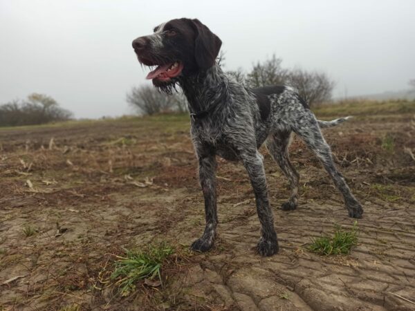 RUFUS in Thüringen *vermittelt* – Bild 4