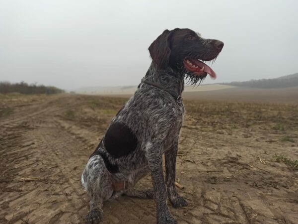 RUFUS in Thüringen *vermittelt* – Bild 3