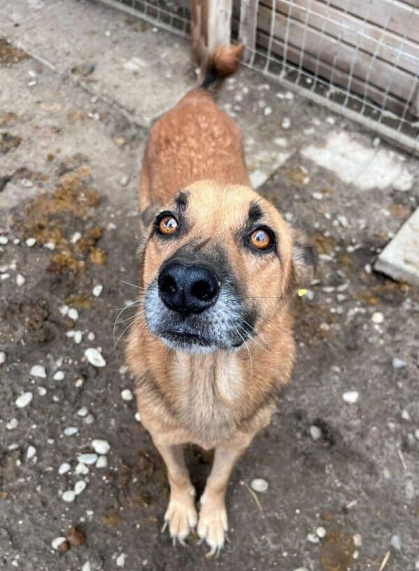 BALTO (♀) - seit 2021 im Shelter - ausgereist zur Tierhilfe Lebenswert DR 25.04.25 – Bild 2