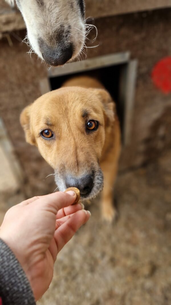 BALTO (♀) - seit 2021 im Shelter - ausgereist zur Tierhilfe Lebenswert DR 25.04.25 – Bild 7