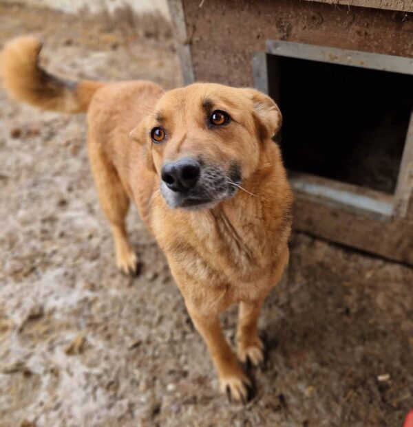 BALTO (♀) - seit 2021 im Shelter - ausgereist zur Tierhilfe Lebenswert DR 25.04.25 – Bild 6