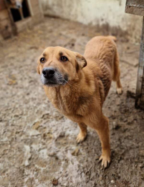 BALTO (♀) - seit 2021 im Shelter - ausgereist zur Tierhilfe Lebenswert DR 25.04.25 – Bild 9