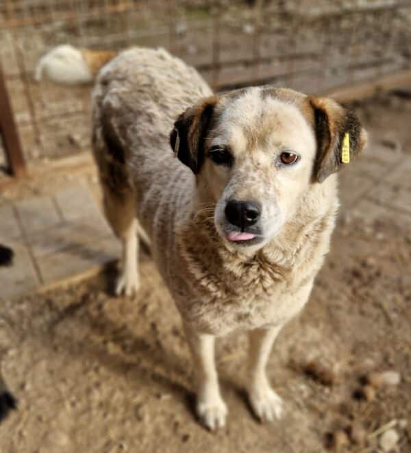 FIORA (♀) - seit 2021 im Shelter – Bild 4