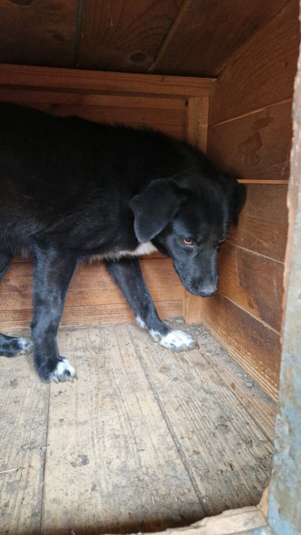 OTIS (♂) – Bild 3
