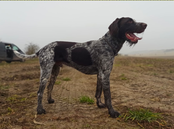 RUFUS in Thüringen *vermittelt* – Bild 2
