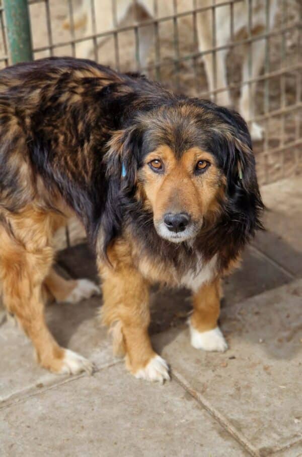 SANCHO (♂)