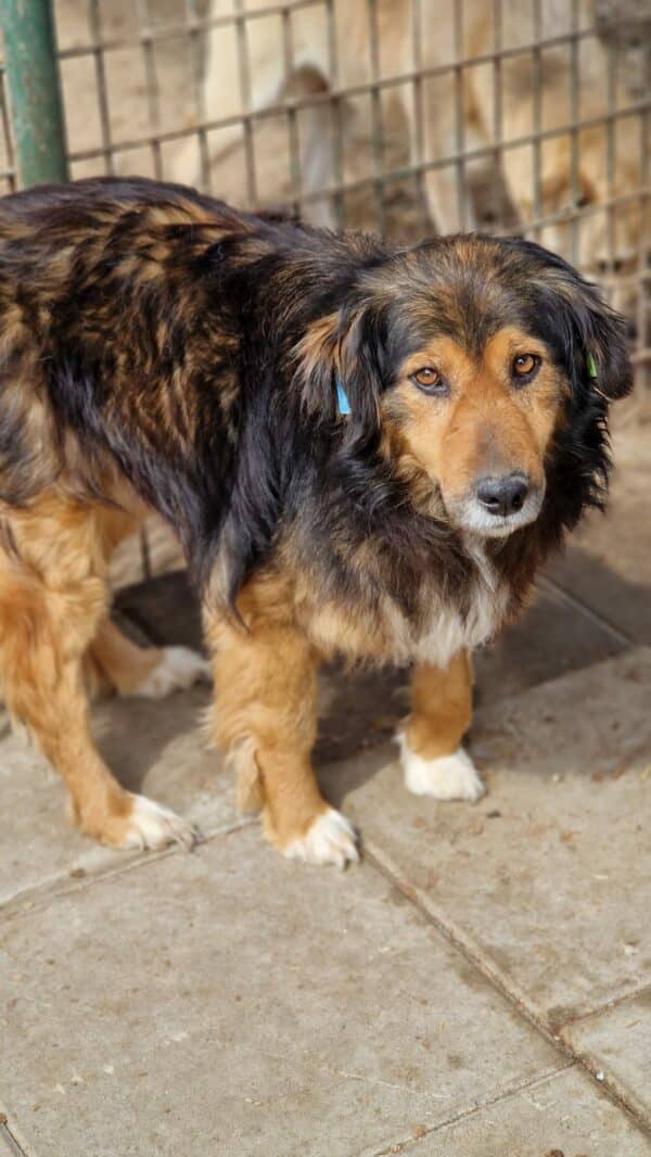 SANCHO (♂) – Bild 6
