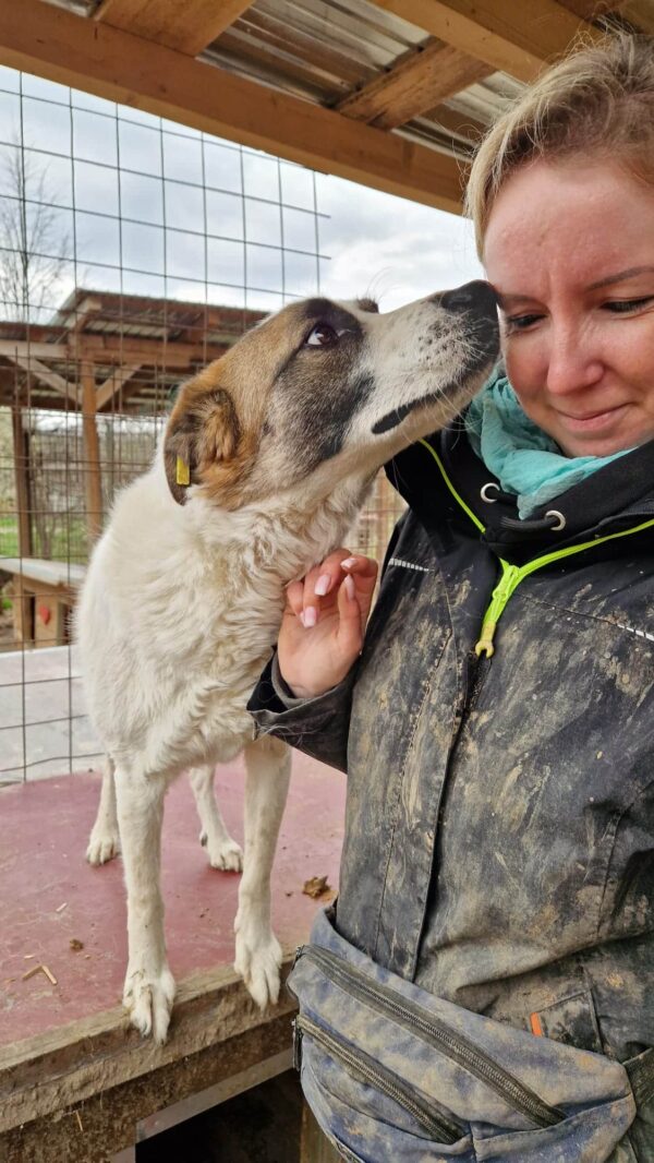 TAAVI (♂) - ausgereist zur Tierhilfe Lebenswert (AM) – Bild 14