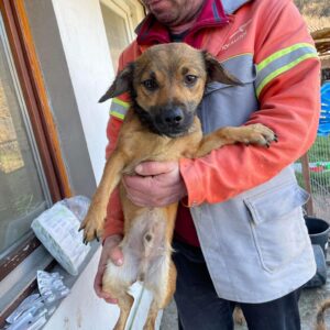 RICHY - reserviert 4animals - vermittelt